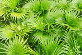 Saw palmetto extract