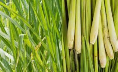 Lemongrass essential oil