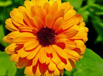 Calendula Hydrosol