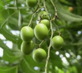 Neem Oil