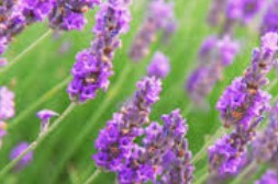 Lavender Vetiver Fragrance Oil