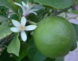 Lime Essential Oil