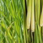 Lemongrass essential oil