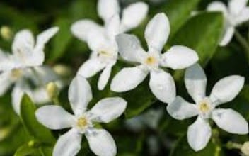 aloe-vera-1-1-1-1.jpg Jasmine Hydrosol - Image 1