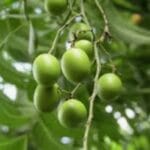 Neem Oil