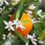 Neroli Essential Oil