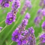 Lavender Vetiver Fragrance Oil