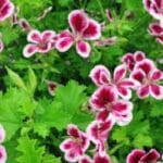 Citronella fragrance oil