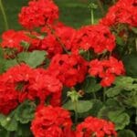 Geranium Essential Oil