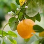 Sweet Orange Essential Oil