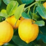 Lemon Essential Oil ROUSHUN