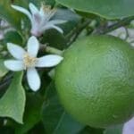 Lime Essential Oil