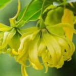 Ylang Ylang Essential Oil
