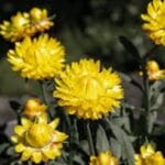 Helichrysum essential oil