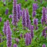Patchouli Essential Oil
