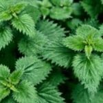 Nettle Leaf- Dried