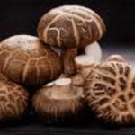 Shiitake Extract Powder