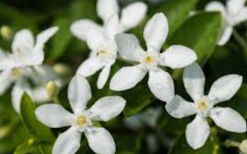 Jasmine Hydrosol