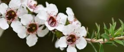 Tea Tree Hydrosol