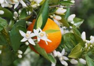 Neroli essential oil