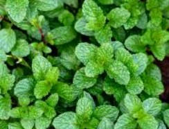 Peppermint essential oil