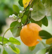 Sweet orange essential oil