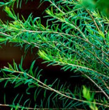 Tea tree essential oil
