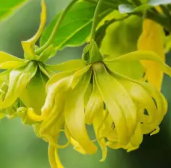 Ylang ylang essential oil
