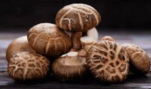 Shiitake Extract Powder
