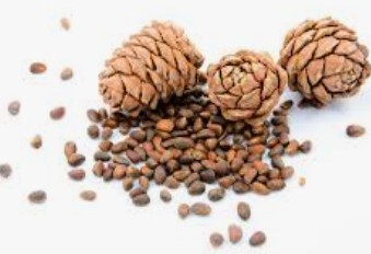 Cedarwood essential oil