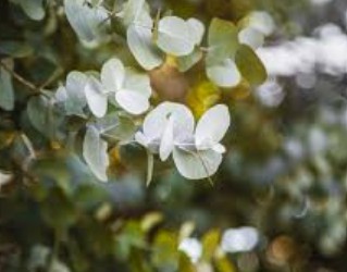 Eucalyptus essential oil