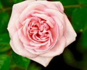 Rose Hydrosol