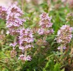 Thyme hydrosol