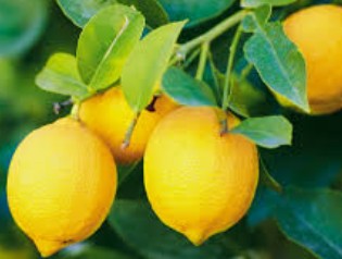 Lemon Essential Oil