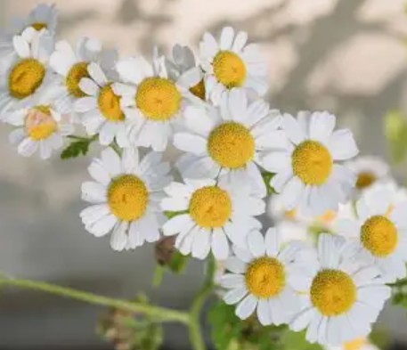 Chamomile Essential Oil