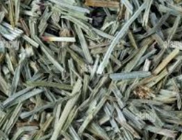 Horsetail Leaves