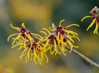 Witch hazel -Alcohol based