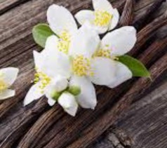 Vanilla Essential Oil