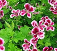 Citronella fragrance oil