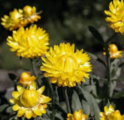 Helichrysum essential oil