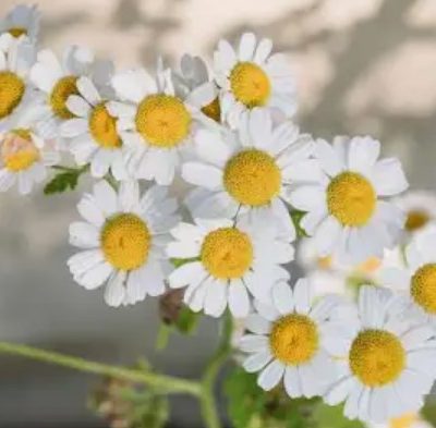 Chamomile Essential Oil