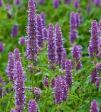 Patchouli Essential Oil