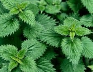 Nettle Leaf- Dried